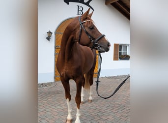 Deutsches Sportpferd, Hengst, 3 Jahre, 170 cm, Fuchs