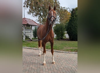 Deutsches Sportpferd, Hengst, 3 Jahre, 170 cm, Fuchs