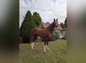 Deutsches Sportpferd, Hengst, 3 Jahre, 170 cm, Fuchs