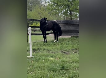 Deutsches Sportpferd, Hengst, 3 Jahre, 170 cm, Rappe