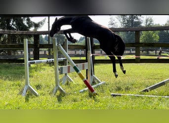 Deutsches Sportpferd, Hengst, 3 Jahre, 170 cm, Rappe