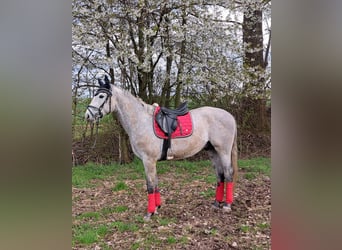 Deutsches Sportpferd, Hengst, 3 Jahre, 170 cm, Schimmel