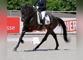 Deutsches Sportpferd, Hengst, 3 Jahre, 171 cm, Schwarzbrauner