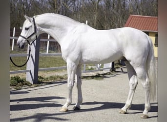 Deutsches Sportpferd, Hengst, 3 Jahre, 171 cm, White