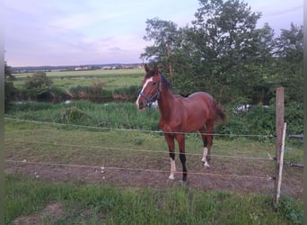 Deutsches Sportpferd, Hengst, 3 Jahre, 172 cm, Brauner
