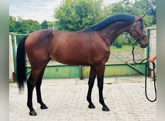 Deutsches Sportpferd, Hengst, 3 Jahre, 172 cm, Brauner