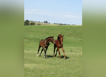Deutsches Sportpferd, Hengst, 3 Jahre, 172 cm, Fuchs