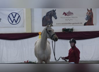 Deutsches Sportpferd, Hengst, 3 Jahre, 172 cm, Palomino