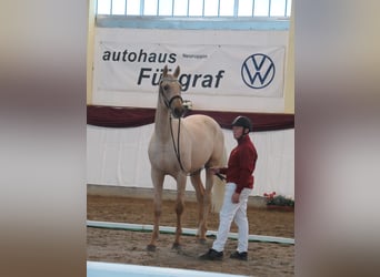 Deutsches Sportpferd, Hengst, 3 Jahre, 172 cm, Palomino