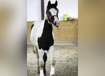 Deutsches Sportpferd, Hengst, 3 Jahre, 172 cm, Schecke