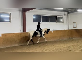 Deutsches Sportpferd, Hengst, 3 Jahre, 172 cm, Schecke