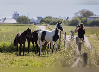 Deutsches Sportpferd, Hengst, 3 Jahre, 172 cm, Schecke