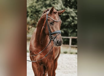 Deutsches Sportpferd, Hengst, 3 Jahre, 173 cm, Dunkelfuchs