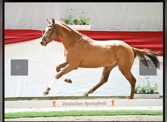 Deutsches Sportpferd, Hengst, 3 Jahre, Fuchs