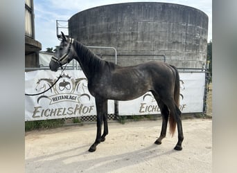 Deutsches Sportpferd, Hengst, 3 Jahre, Schimmel