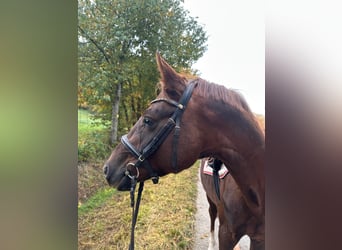 Deutsches Sportpferd, Hengst, 4 Jahre, 155 cm, Fuchs