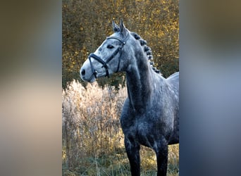 Deutsches Sportpferd, Hengst, 4 Jahre, 164 cm, Schimmel