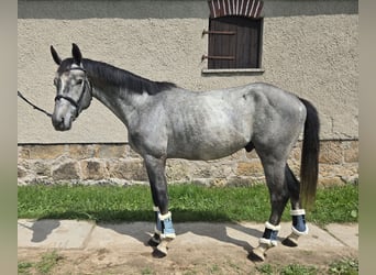Deutsches Sportpferd, Hengst, 4 Jahre, 165 cm, Fliegenschimmel