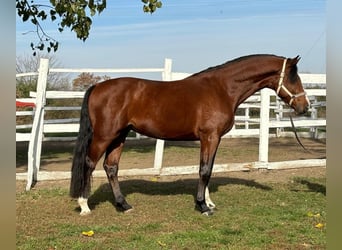 Deutsches Sportpferd, Hengst, 4 Jahre, 167 cm, Brauner