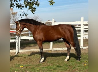 Deutsches Sportpferd, Hengst, 4 Jahre, 167 cm, Brauner