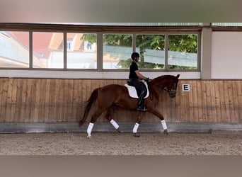 Deutsches Sportpferd, Hengst, 4 Jahre, 168 cm, Fuchs