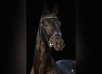 Deutsches Sportpferd, Hengst, 4 Jahre, 168 cm, Rappe