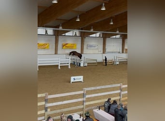 Deutsches Sportpferd, Hengst, 4 Jahre, 169 cm, Brauner