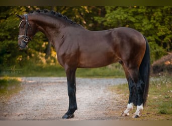 Deutsches Sportpferd, Hengst, 4 Jahre, 169 cm, Dunkelbrauner