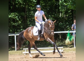 Deutsches Sportpferd, Hengst, 4 Jahre, 170 cm, Brauner