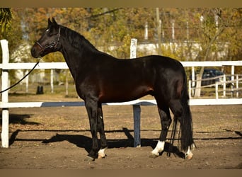 Deutsches Sportpferd, Hengst, 4 Jahre, 170 cm, Brauner