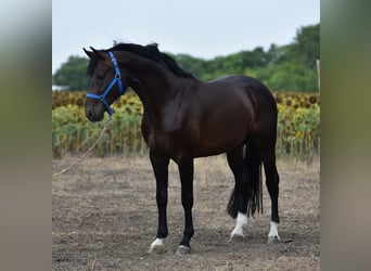 Deutsches Sportpferd, Hengst, 4 Jahre, 170 cm, Brauner