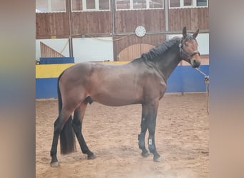 Deutsches Sportpferd, Hengst, 4 Jahre, 170 cm, Dunkelbrauner