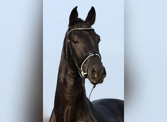 Deutsches Sportpferd, Hengst, 4 Jahre, 170 cm, Rappe