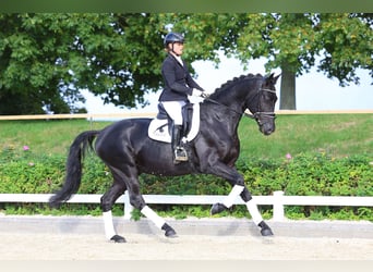Deutsches Sportpferd, Hengst, 4 Jahre, 170 cm, Rappe