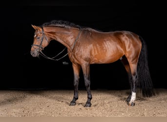 Deutsches Sportpferd, Hengst, 4 Jahre, 172 cm, Brauner