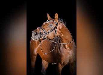 Deutsches Sportpferd, Hengst, 4 Jahre, 172 cm, Brauner