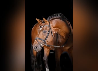 Deutsches Sportpferd, Hengst, 4 Jahre, 172 cm, Brauner