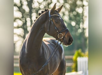 Deutsches Sportpferd, Hengst, 4 Jahre, 172 cm, Brauner