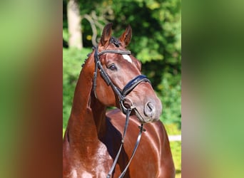 Deutsches Sportpferd, Hengst, 4 Jahre, 172 cm, Brauner