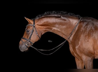 Deutsches Sportpferd, Hengst, 4 Jahre, 172 cm, Brauner