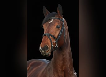 Deutsches Sportpferd, Hengst, 4 Jahre, 173 cm, Brauner