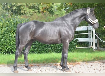 Deutsches Sportpferd, Hengst, 4 Jahre, 173 cm, Rappe