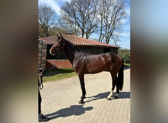 Deutsches Sportpferd, Hengst, 4 Jahre, 174 cm, Brauner