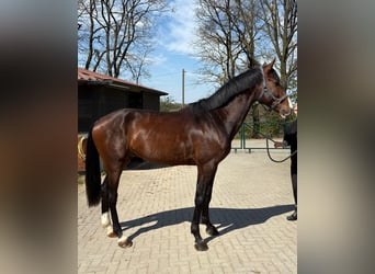 Deutsches Sportpferd, Hengst, 4 Jahre, 174 cm, Brauner