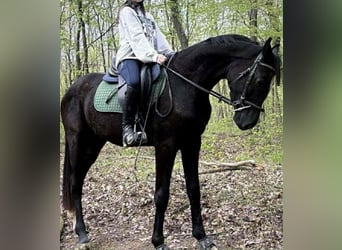 Deutsches Sportpferd, Hengst, 4 Jahre, 174 cm, Rappe