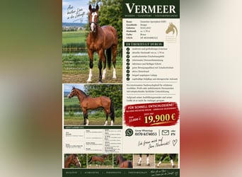 Deutsches Sportpferd, Hengst, 4 Jahre, 178 cm, Brauner