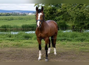Deutsches Sportpferd, Hengst, 4 Jahre, 178 cm, Brauner