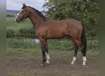 Deutsches Sportpferd, Hengst, 4 Jahre, 178 cm, Brauner