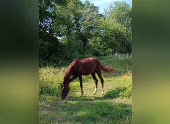 Deutsches Sportpferd, Hengst, 5 Jahre, 155 cm, Fuchs