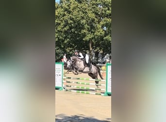 Deutsches Sportpferd, Hengst, 5 Jahre, 165 cm, Blauschimmel